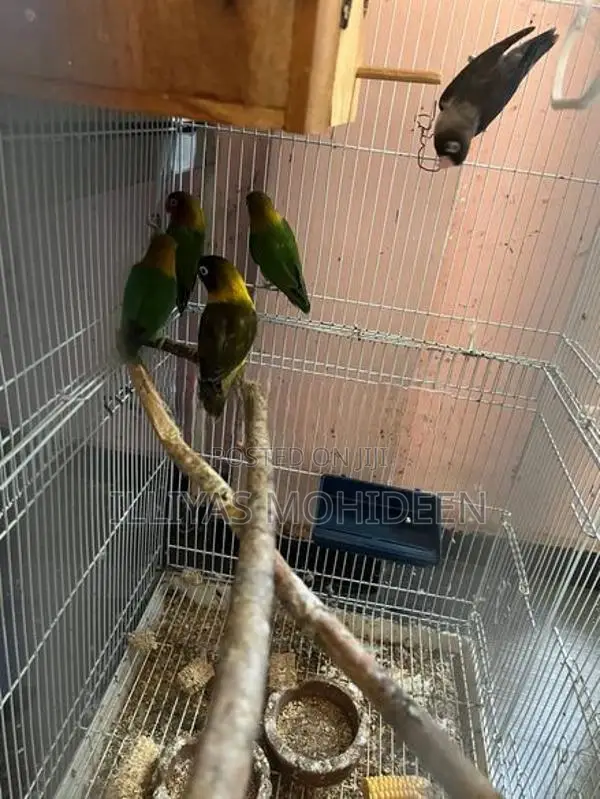 African Birds