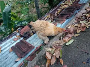 Farm Chickens
