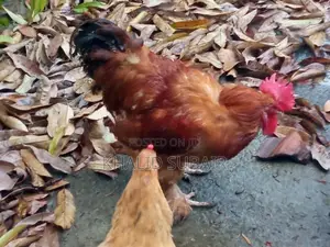 Farm Chickens
