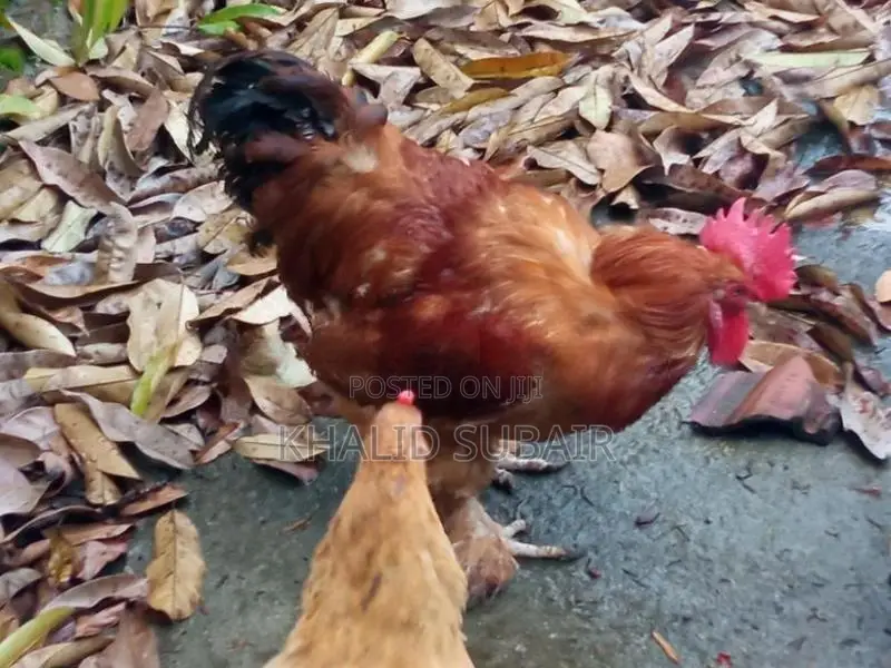 Farm Chickens