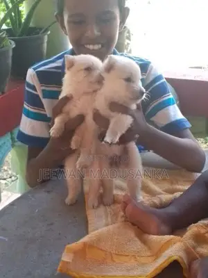 Pomaneriyan Puppies