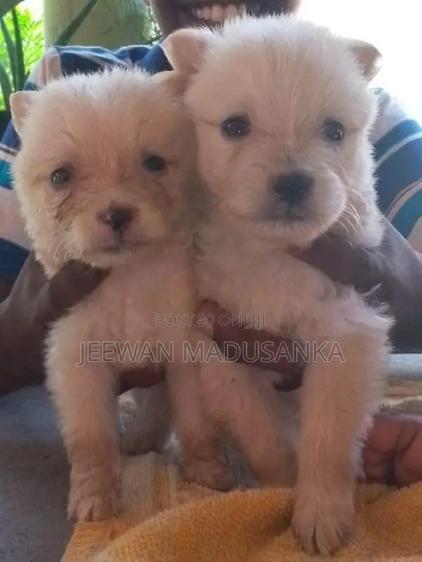 Pomaneriyan Puppies