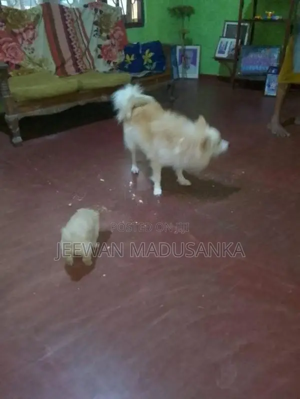 Pomaneriyan Puppies