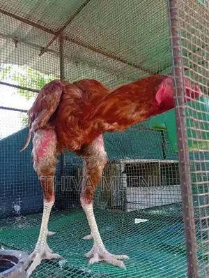 Velladiyan Rooster
