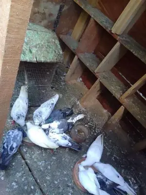 Timing Pigeons