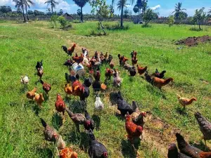 இயக்கச்சி சந்திக்கு அருகில் இரண்டு ஏக்கர் உறுதிக்காணி விற்பனைக்கு.