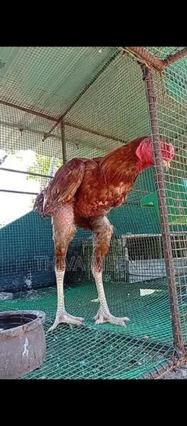 Velladiyan Rooster
