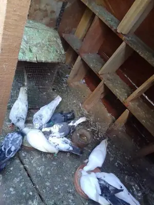Timing Pigeons