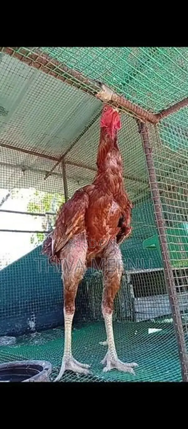 Velladiyan Rooster
