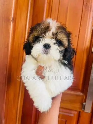 Shih Tzu Puppies