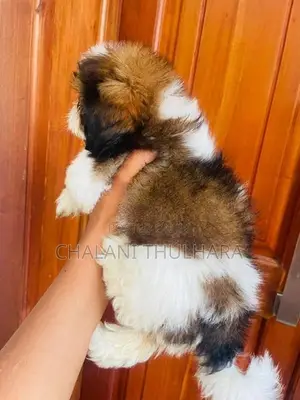 Shih Tzu Puppies