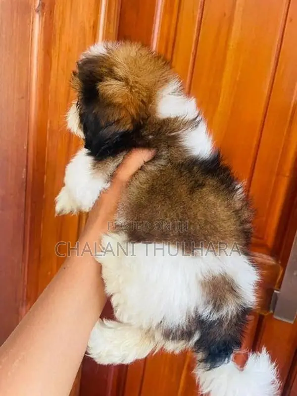Shih Tzu Puppies