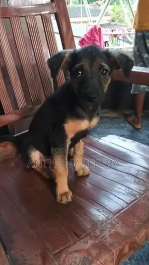 Beagle Puppy
