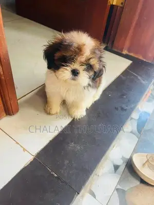 Shih Tzu Puppies