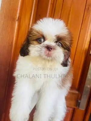 Shih Tzu Puppies