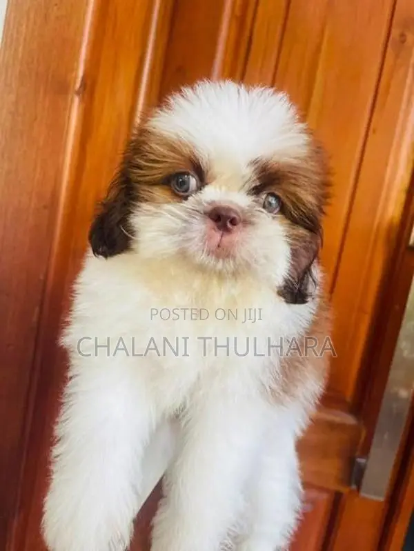 Shih Tzu Puppies