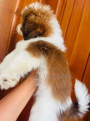 Shih Tzu Puppies