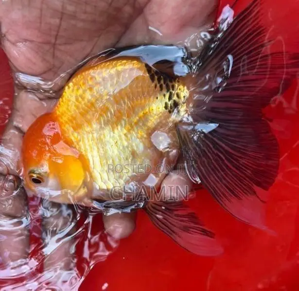 Fancy Orenda Goldfish