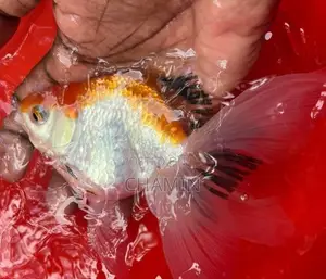 Fancy Orenda Goldfish