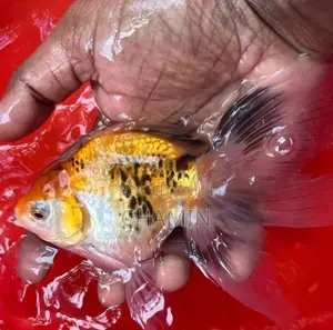 Fancy Orenda Goldfish