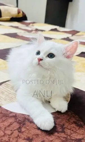 Persian kitten