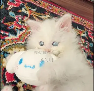 Persian kitten
