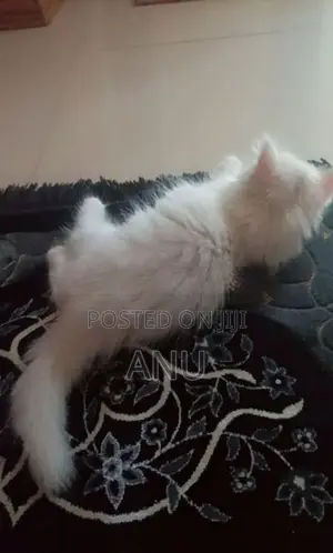 Persian kitten