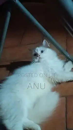 Persian kitten