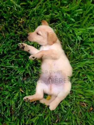 Labrador Puppies