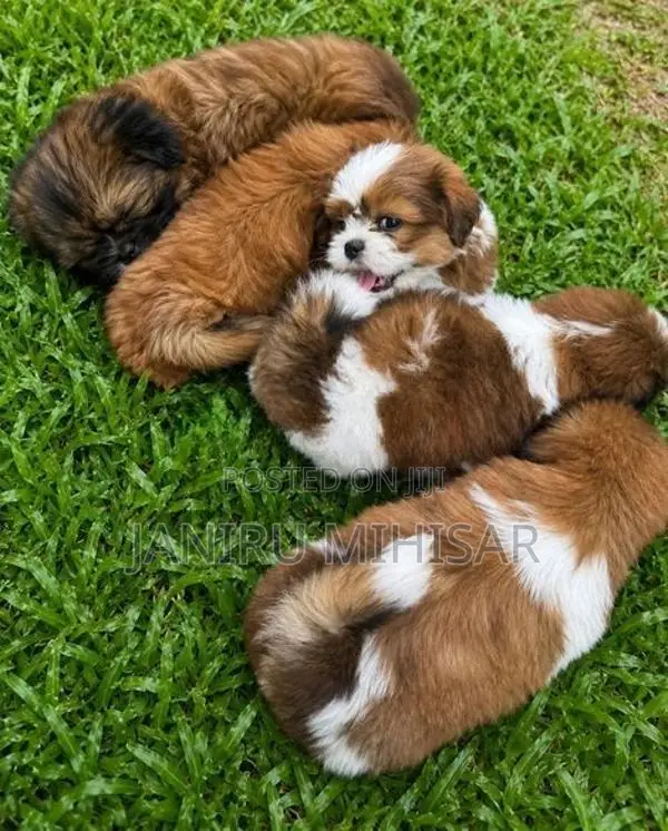 Shih Tzu Puppy