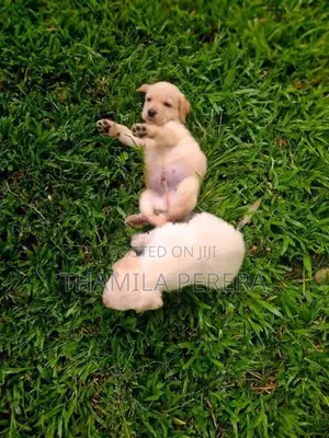 Labrador Puppies