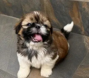 Shih Tzu Puppy