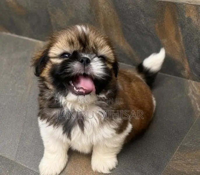 Shih Tzu Puppy