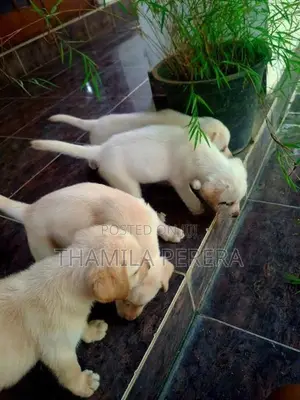 Labrador Puppies