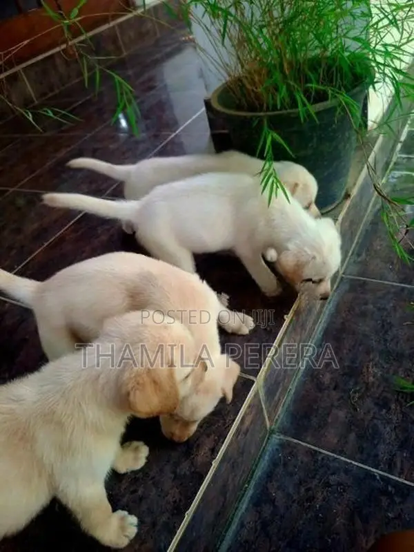Labrador Puppies