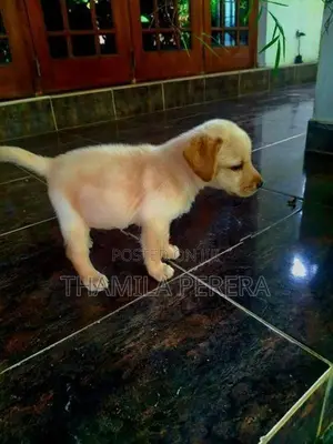Labrador Puppies