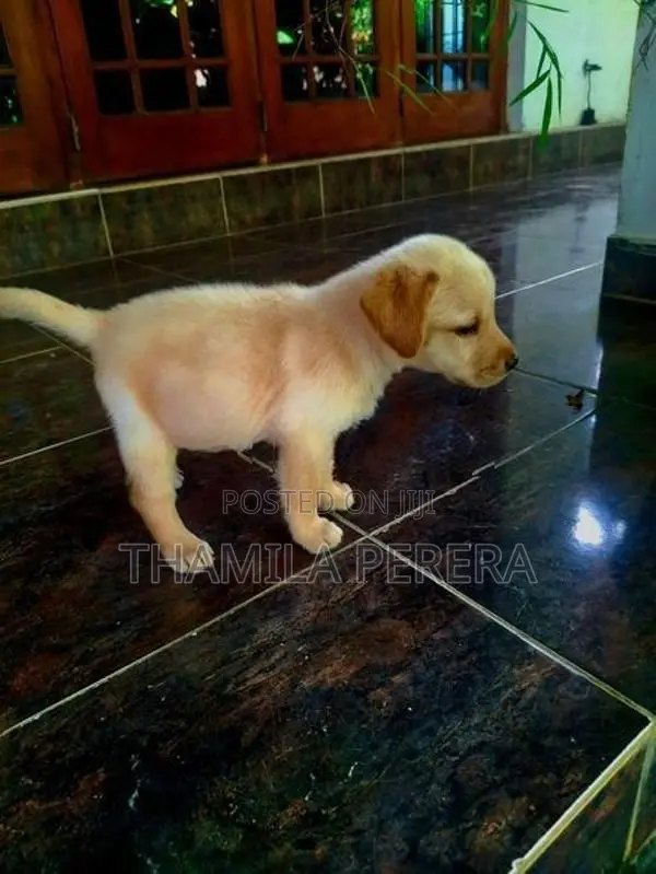 Labrador Puppies