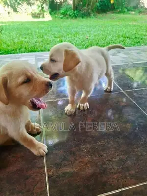 Labrador Puppies