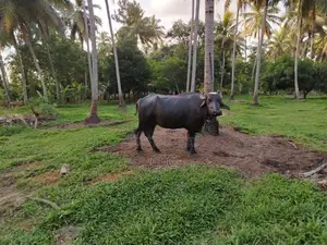 මී දෙන