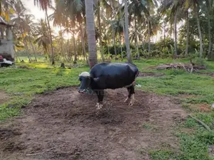 නිල්රවි මී දෙනක්