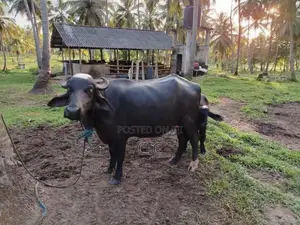 මී දෙන සමග පැටියා