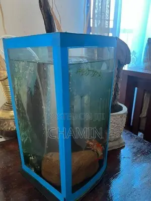 Curve Glass Fish Tank