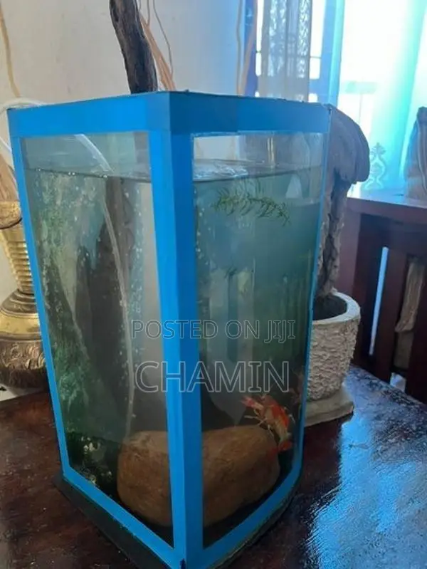 Curve Glass Fish Tank