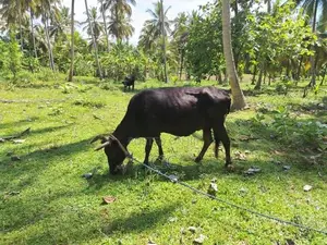Jersey Cow