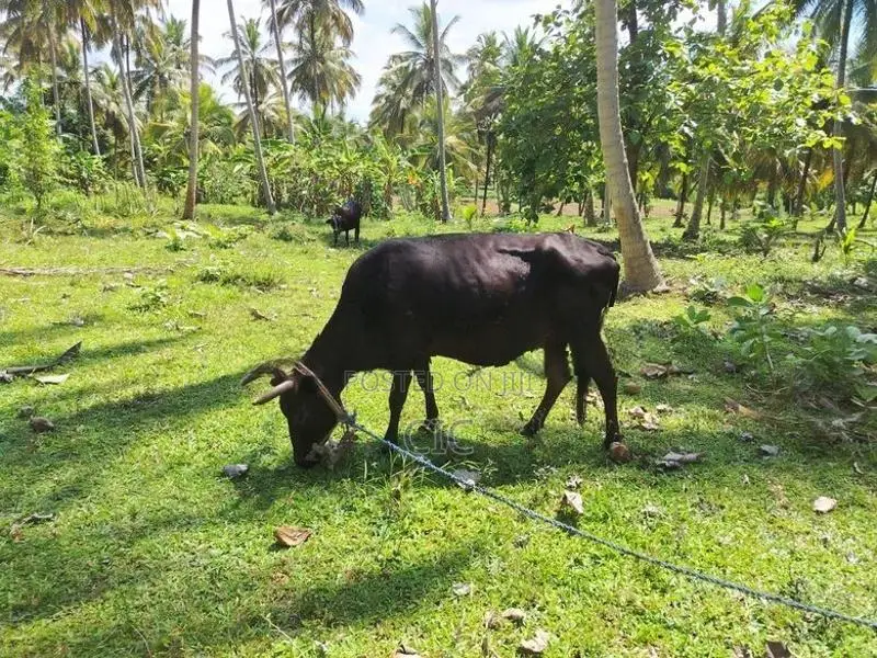 Jersey Cow