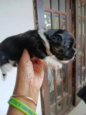 Shih Tzu Puppy