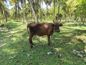 එළදෙන