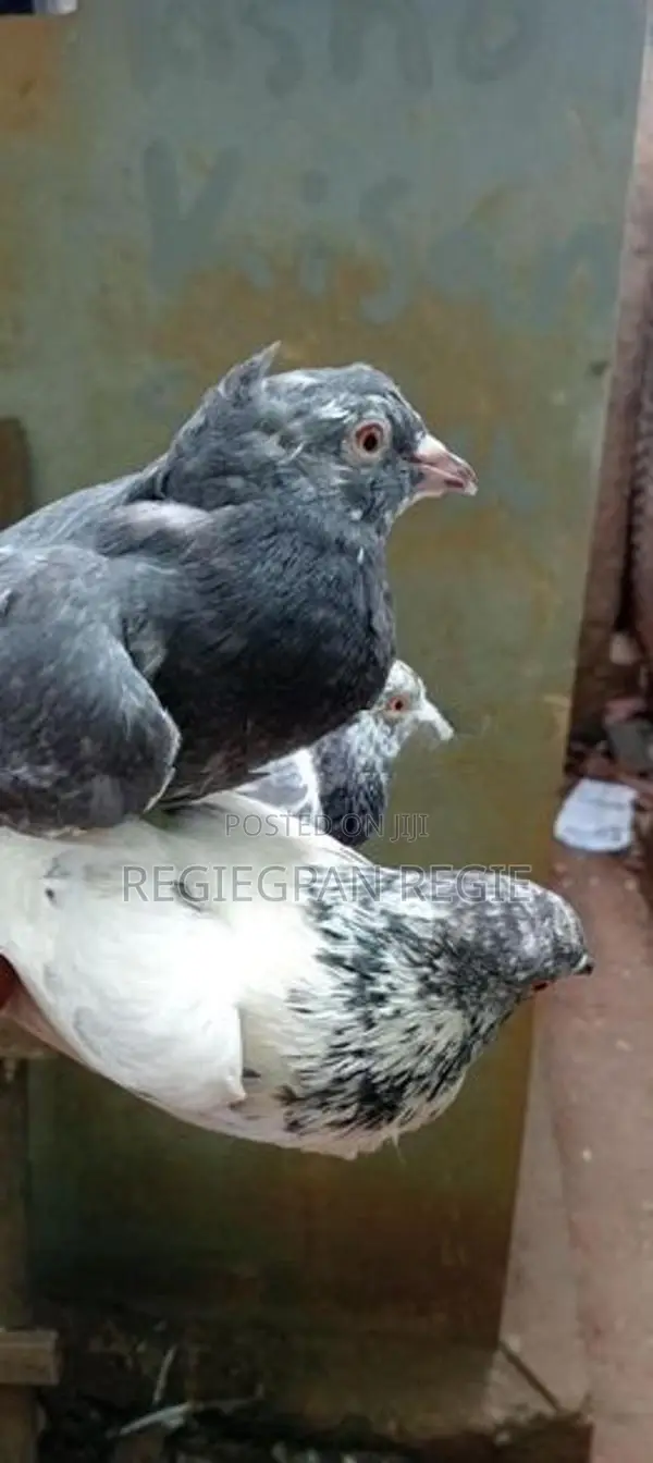 Pigeons