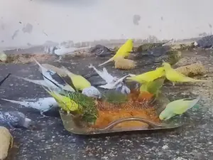 Love Birds