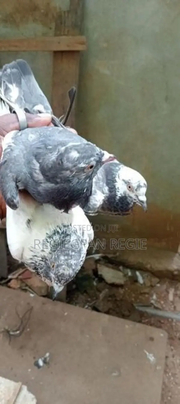 Pigeons